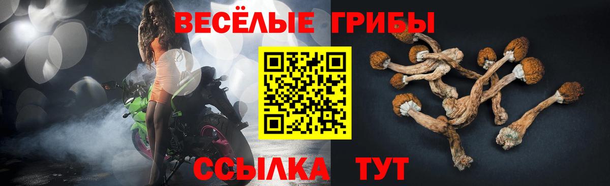 Галлюциногенные грибы Psilocybe  Вход с VPN  Выкса 